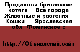 Продаются британские котята  - Все города Животные и растения » Кошки   . Ярославская обл.,Фоминское с.